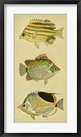 Framed Trio of Tropical Fish I