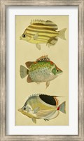 Framed Trio of Tropical Fish I