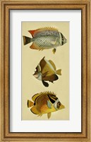 Framed Trio of Tropical Fish II