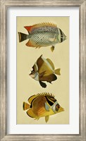 Framed Trio of Tropical Fish II