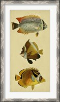Framed Trio of Tropical Fish II