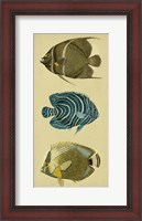 Framed Trio of Tropical Fish III