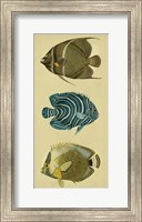 Framed Trio of Tropical Fish III
