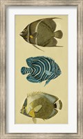 Framed Trio of Tropical Fish III