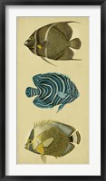 Trio of Tropical Fish III Framed Print