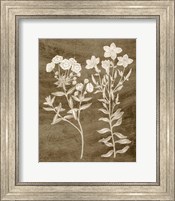 Framed Botanical in Taupe I