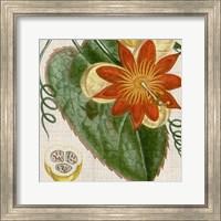 Framed Cropped Turpin Tropicals I