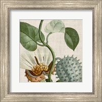 Framed Cropped Turpin Tropicals II