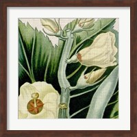Framed Cropped Turpin Tropicals III