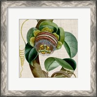 Framed 'Cropped Turpin Tropicals IV' border=