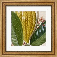 Framed Cropped Turpin Tropicals VI
