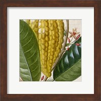 Framed 'Cropped Turpin Tropicals VI' border=
