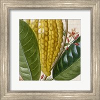 Framed 'Cropped Turpin Tropicals VI' border=
