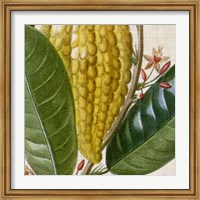 Framed Cropped Turpin Tropicals VI