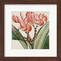 Framed Cropped Turpin Tropicals VII