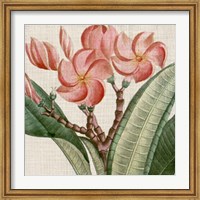 Framed Cropped Turpin Tropicals VII