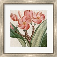 Framed 'Cropped Turpin Tropicals VII' border=