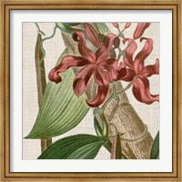 Framed Cropped Turpin Tropicals IX