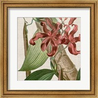 Framed Cropped Turpin Tropicals IX