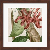 Framed Cropped Turpin Tropicals IX