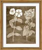 Framed Botanical in Taupe IV