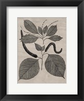 Framed Eloquent Leaves II