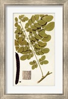 Framed Leaf Varieties I