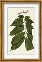 Framed Leaf Varieties III