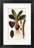 Framed Leaf Varieties V