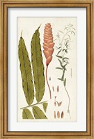 Framed Leaf Varieties VII