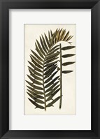 Framed Leaf Varieties VIII