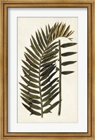 Framed Leaf Varieties VIII