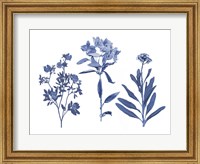 Framed Indigo Pressed Florals II