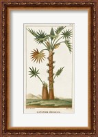Framed Exotic Palms I