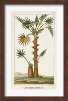 Framed Exotic Palms I