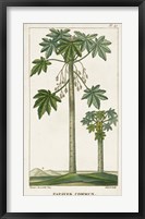 Framed Exotic Palms II