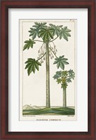 Framed Exotic Palms II