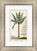 Framed Exotic Palms III