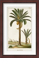 Framed Exotic Palms IV