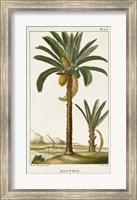 Framed Exotic Palms IV