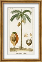Framed Exotic Palms V