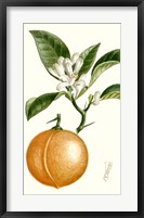 Framed Fruit IV