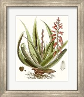 Framed 'Antique Aloe I' border=