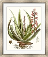 Framed Antique Aloe I