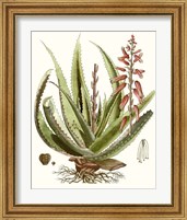 Framed 'Antique Aloe I' border=