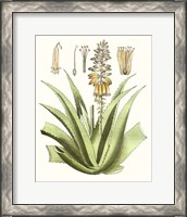 Framed 'Antique Aloe II' border=