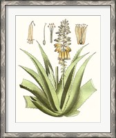 Framed Antique Aloe II