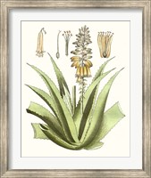 Framed Antique Aloe II
