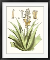 Framed Antique Aloe II