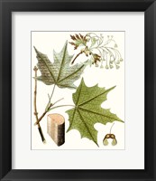 Framed Maple Leaves III